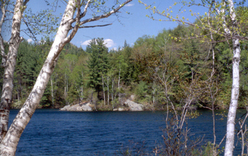 Lake surrounded by trees in Northeast US